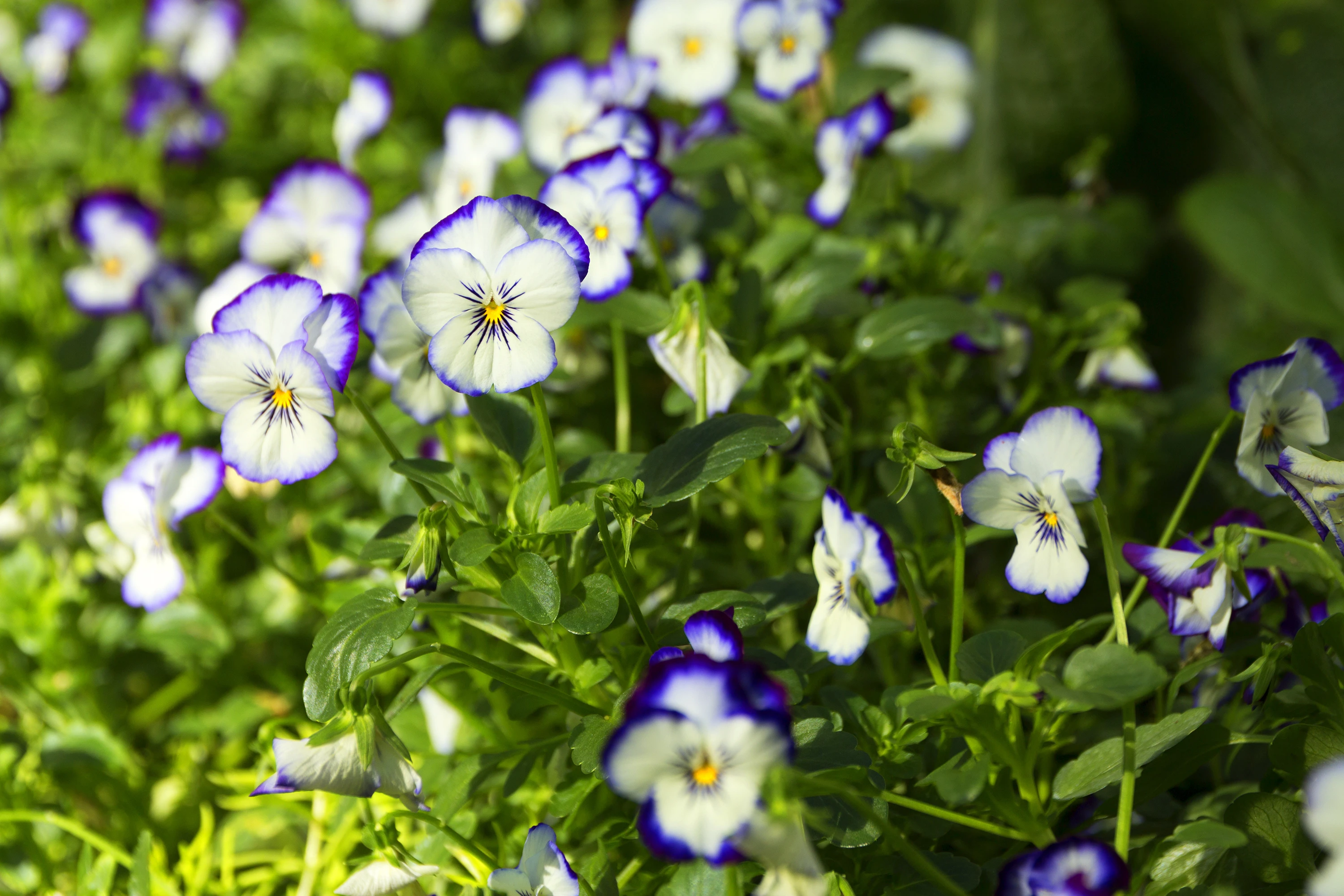 shutterstock_574133131